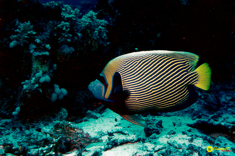 Oracolo della Sibilla Egitto pesce angelo